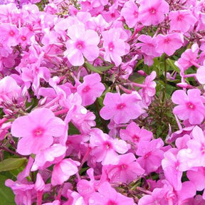 3 Phlox paniculés Pink Flame - Phlox bartwelve pink flame - Plantes