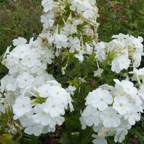 3 Phlox paniculés Rembrandt - Phlox rembrandt - Plantes