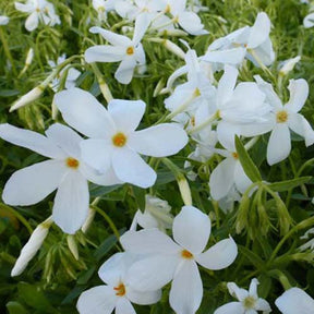 3 Phlox à stolons Alba Phlox stolonifère blanc - Phlox stolonifera alba - Plantes