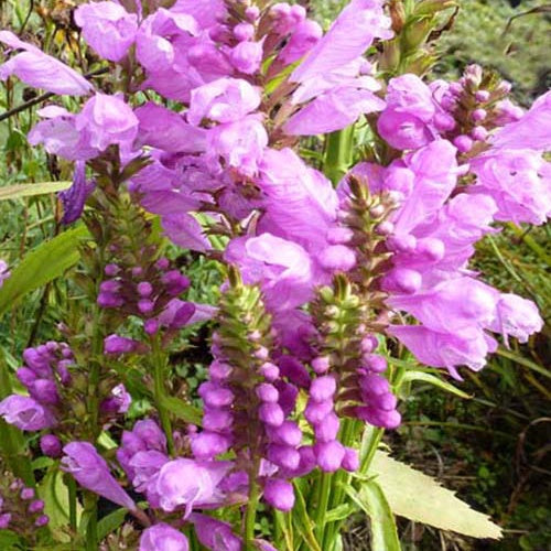 3 Cataleptiques Red Beauty - Physostegia virginiana red beauty - Plantes