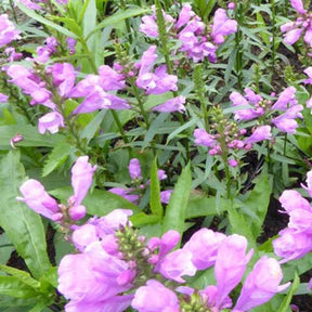 3 Cataleptiques Vivid - Physostegia virginiana vivid - Plantes