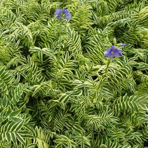 Valériane grecque Brise d'Anjou - Polemonium caeruleum blanjou brise danjou - Plantes