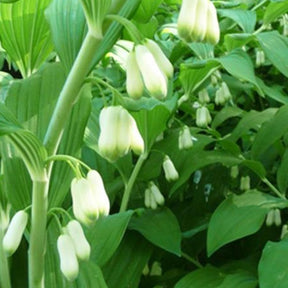 Sceau de Salomon commun - Polygonatum biflorum - Plantes