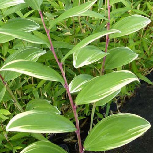 Sceau de Salomon falcatum variegatum - Polygonatum falcatum variegatum - Plantes