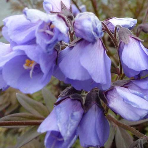 Valériane grecque Heaven Scent - Polemonium heaven scent - Plantes