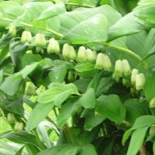 Sceau de Salomon hybride de Weihenstephan - Polygonatum x hybridum weihenstephan - Plantes