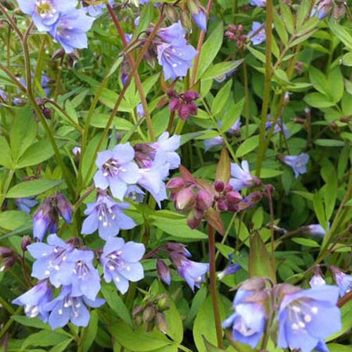 3 Valérianes grecque Blue Pearl - Polemonium reptans blue pearl - Plantes