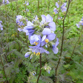 Valériane grecque Bressingham purple - Polemonium yezoense polbress bressingham purple - Plantes