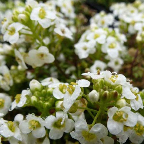 3 Cressons de chamois - Pritzelago alpina - Plantes