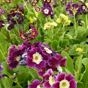 3 Primevères auricule Auricule - Primula auricula - Plantes