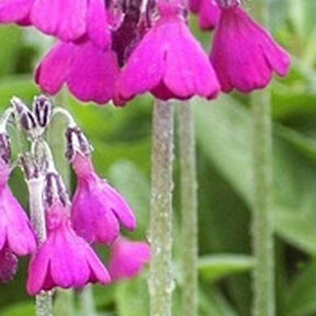 Primevère - Primula secundiflora - Plantes