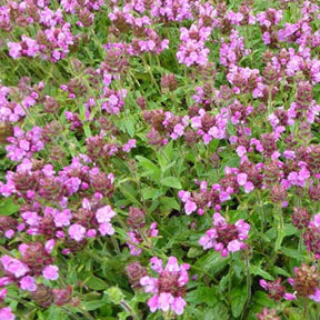 Brunelle Rosea - Prunella x webbiana rosea - Plantes