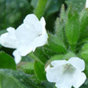 Pulmonaire Ice ballet - Pulmonaria ice ballet - Plantes