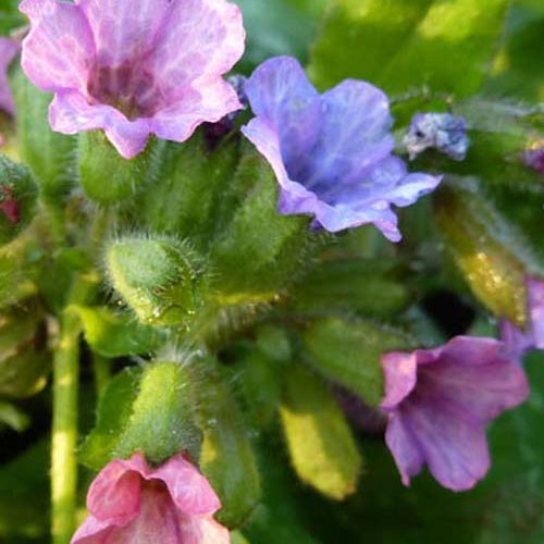 Pulmonaire officinale Wuppertale - Pulmonaria officinalis wuppertal - Plantes