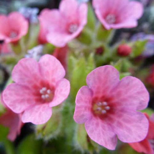 Pulmonaire rouge - Pulmonaria rubra - Plantes