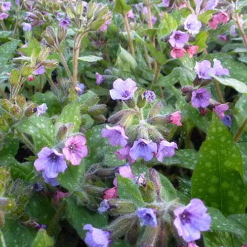 Pulmonaire Mrs Moon - Pulmonaria saccharata mrs moon - Plantes