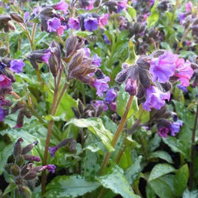 Pulmonaire Silverado - Pulmonaria saccharata silverado - Plantes