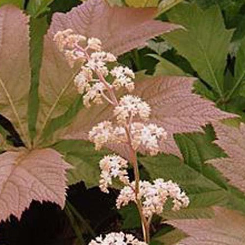 Rodgersia à feuilles de marronnier Irish Bronze - Rodgersia aesculifolia irish bronze - Plantes