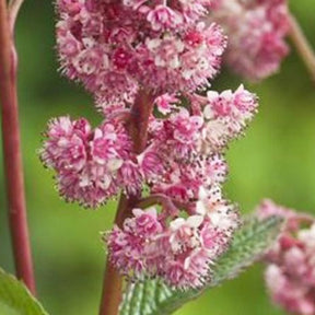 Rodgersia Dark pokers - Rodgersia dark pokers - Plantes