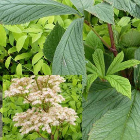 Rodgersia henrici - Rodgersia henrici - Plantes