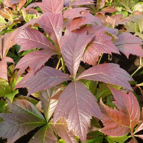 Rodgersia à feuilles pennées Braunlaub - Rodgersia pinnata braunlaub - Plantes