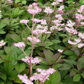 Rodgersia pinnata Hanna - Rodgersia pinnata hanna - Plantes