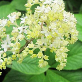 Rodgersia pinnata La Blanche - Rodgersia pinnata la blanche - Plantes