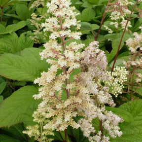 Rodgersia à feuilles de sureau - Rodgersia sambucifolia - Plantes