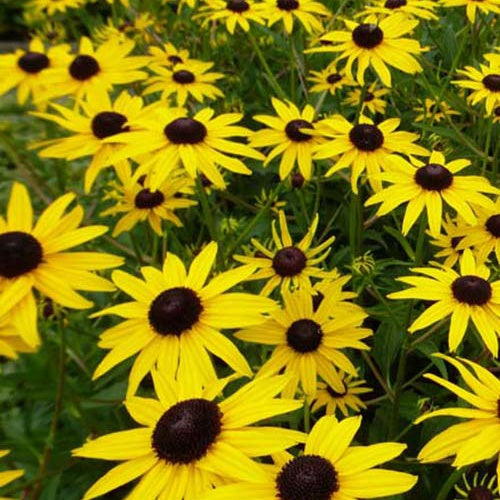 Rudbéckie City Garden - Rudbeckia fulgida city garden - Plantes