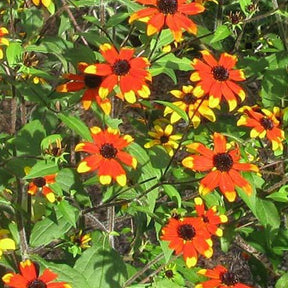 Rudbeckia Prairie Glow - Rudbeckia triloba prairie glow - Plantes