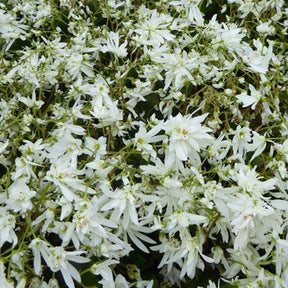 Saxifrage à courtes feuilles Shiranami - Saxifraga shiranami - Plantes