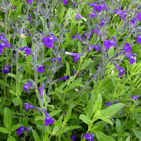 Sauge de Coahuila - Salvia coahuilensis - Plantes