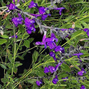 Sauge de Coahuila Purple Ginny - Salvia coahuilensis purple ginny - Plantes