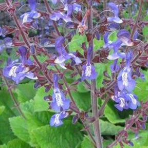 Sauge de Forsskaol - Salvia forskaohlei - Plantes