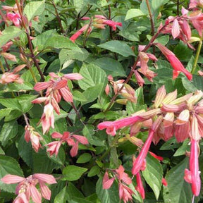 Sauge hybride Embers Wish - Salvia sal 0101 ember’s wish - Plantes