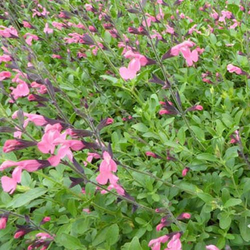 Sauge arbustive La Siesta - Salvia x jamensis la siesta - Plantes