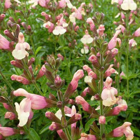 Sauge Sierra San Antonio - Salvia jamensis sierra san antonio - Plantes