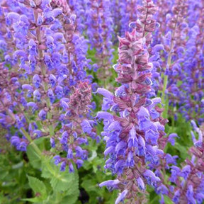 Sauge des bois April Night - Salvia x sylvestris dsalrs203 april night - Plantes