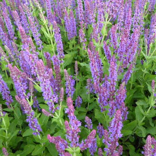 Sauge des bois Lubeca - Salvia nemorosa lubeca - Plantes