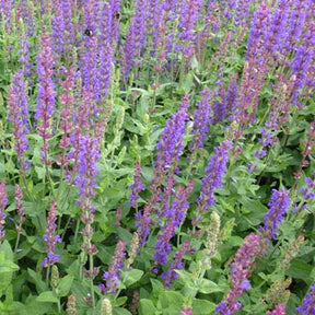 Sauge des bois Tänzerin - Salvia nemorosa tänzerin - Plantes