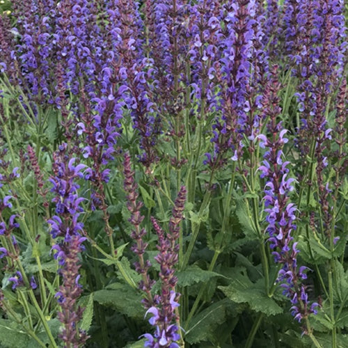 Sauge des bois Dear Anja - Salvia x sylvestris dear anja - Plantes