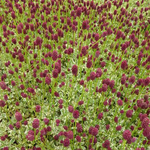 Sanguisorbe Little Angel Petite pimprenelle Little Angel - Sanguisorba little angel - Plantes