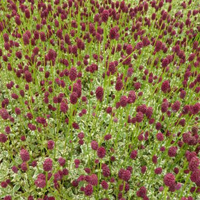 Sanguisorbe Little Angel Petite pimprenelle Little Angel - Sanguisorba little angel - Plantes