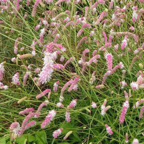 Pimprenelle Pink Brushes - Sanguisorba pink brushes - Plantes