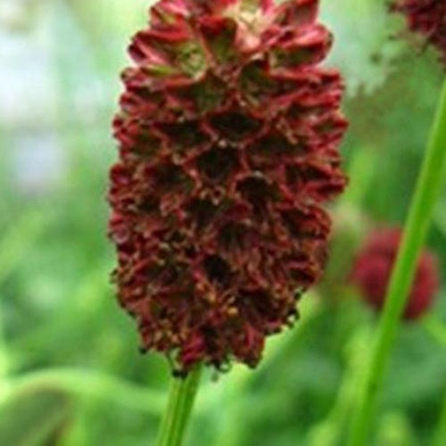 Sanguisorbe Chocolate Tipps Pimprenelle japonaise Chocolate Tipps - Sanguisorba chocolate tip - Plantes