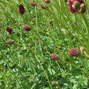 Grande pimprenelle Morning Select - Sanguisorba officinalis morning select - Plantes