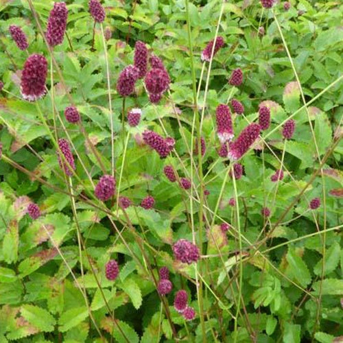 Pimprenelle officinale Red Thunder - Sanguisorba officinalis red thunder - Plantes