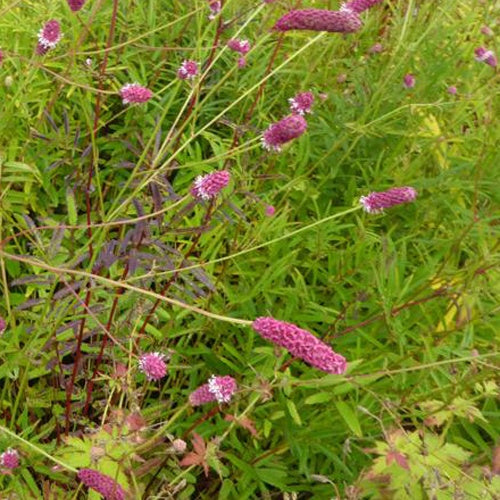 Pimprenelle à fines feuilles Purpurea - Sanguisorba tenuifolia - Plantes