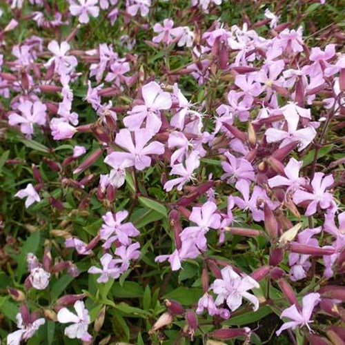 Saponaire Max Frei - Saponaria x lempergii max frei - Plantes