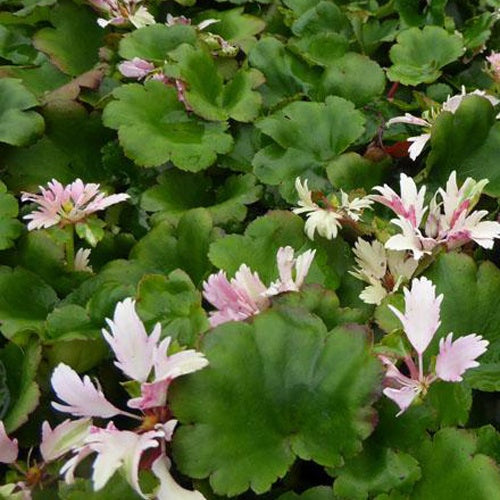 Saxifrage Cheap Confections - Saxifraga cortusifolia cheap confections - Plantes